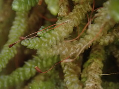 Lembophyllum divulsum