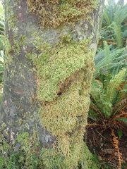 Lembophyllum divulsum