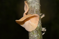 Aleurodiscus vitellinus