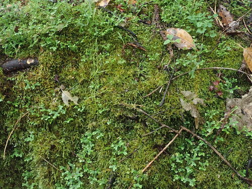 Oxyrrhynchium speciosum, 2021-08-07