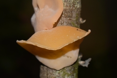 Aleurodiscus vitellinus