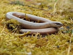 Slow Worm photo 3