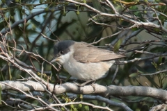 Curruca crassirostris