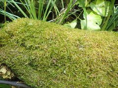 Wijkia extenuata caudata