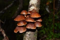 Hypholoma brunneum