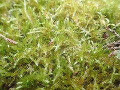 Wijkia extenuata caudata