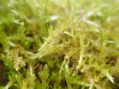 Wijkia extenuata caudata