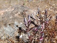 Polygonum bidwelliae