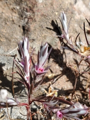 Polygonum bidwelliae