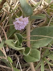 Boerhavia repens