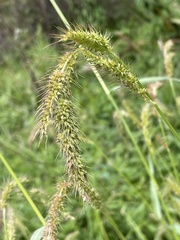 Echinochloa crus-pavonis