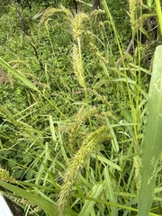 Echinochloa crus-pavonis