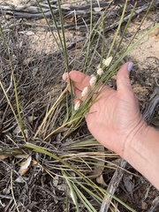Lomandra leucocephala