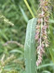Echinochloa crus-pavonis
