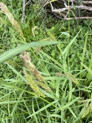 Echinochloa crus-pavonis