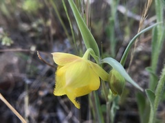 Calochortus pulchellus