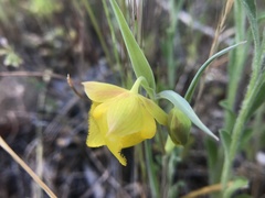 Calochortus pulchellus