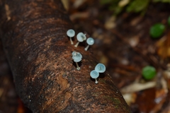 Mycena cyanocephala
