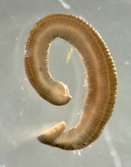 Richardsonianus australis
