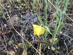 Calochortus pulchellus