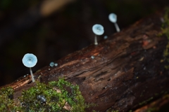 Mycena cyanocephala
