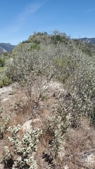 Malacothamnus gracilis