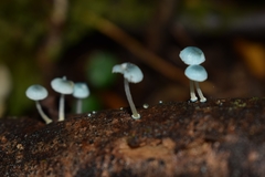 Mycena cyanocephala