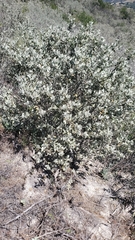 Malacothamnus gracilis