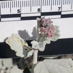 Malacothamnus gracilis