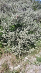 Malacothamnus gracilis