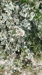 Malacothamnus gracilis