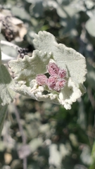 Malacothamnus gracilis