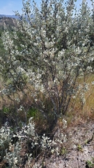 Malacothamnus gracilis