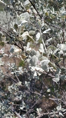 Malacothamnus gracilis