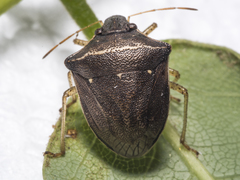 Eysarcoris humeralis