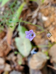 Gilia clivorum