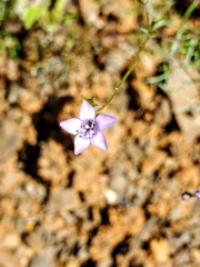Gilia clivorum