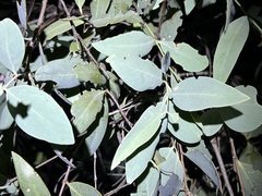 Santalum lanceolatum