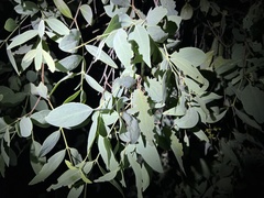 Santalum lanceolatum