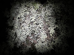 Santalum lanceolatum