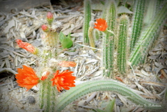 Corryocactus erectus