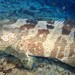 點帶石斑魚 - Photo 由 John Sear 所上傳的 (c) John Sear，保留部份權利CC BY-NC