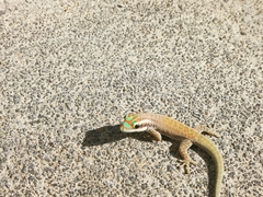 Phelsuma ornata