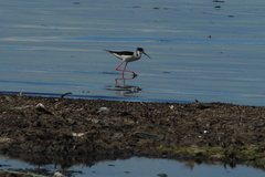 Himantopus himantopus