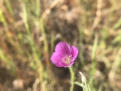 Clarkia affinis