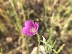 Clarkia affinis