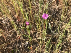 Clarkia affinis