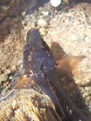 Ruanoho decemdigitatus