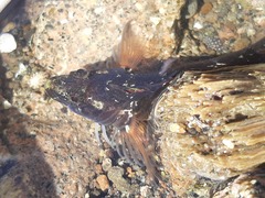 Ruanoho decemdigitatus