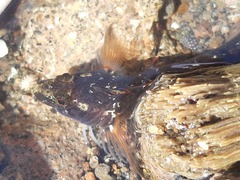 Ruanoho decemdigitatus